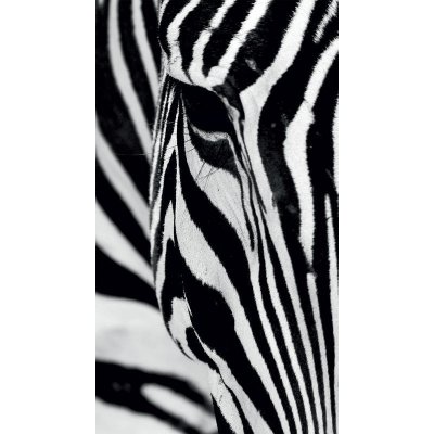 Fotozáclony Zebra 140x245cm FCS L 7519 – Hledejceny.cz