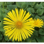Doronicum orien. 'Little Leo' Velikost hrnku: 0,5 l – Zbozi.Blesk.cz