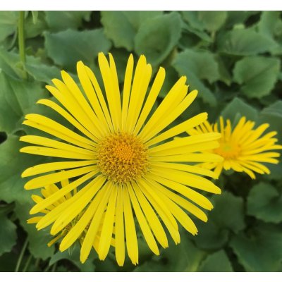 Doronicum orien. 'Little Leo' Velikost hrnku: 0,5 l – Zbozi.Blesk.cz