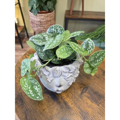 Scindapsus Pictus 'Argyraeus' – Zboží Mobilmania