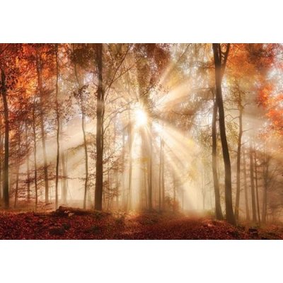 IMPOL TRADE 10471 VEM Fototapeta les na podzim rozměr 104 cm x 70,5 cm – Zboží Mobilmania