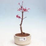 e-bonsai Venkovní bonsai - Javor dlanitolistý - Acer palmatum DESHOJO – Zboží Mobilmania