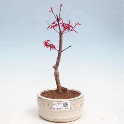 e-bonsai Venkovní bonsai - Javor dlanitolistý - Acer palmatum DESHOJO – Zboží Mobilmania