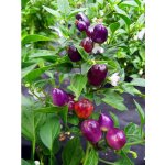 Loco – Hledejceny.cz