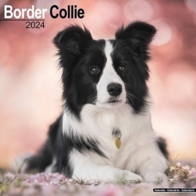 Border Collie Square Dog Breed Wall 16 Month 2024