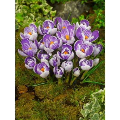 Krokus 'King of the striped' 10 ks Velikost cibulek: 6/7 – Zboží Dáma