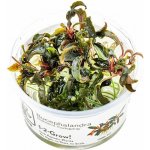 Bucephalandra Kedagang – Zboží Dáma