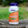 Doplněk stravy Now Foods Echinacea Třapatka 400 mg 100 rostlinných kapslí
