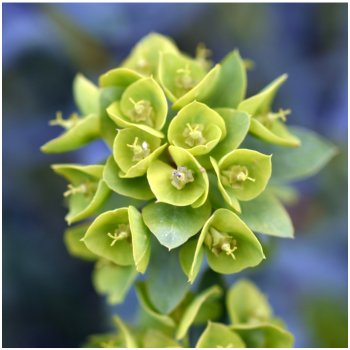 Pryšec statný - Euphorbia characias - semena pryšce - 18 ks