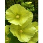 Topolovka vráskatá - Alcea rugosa SEMENA – Zboží Dáma