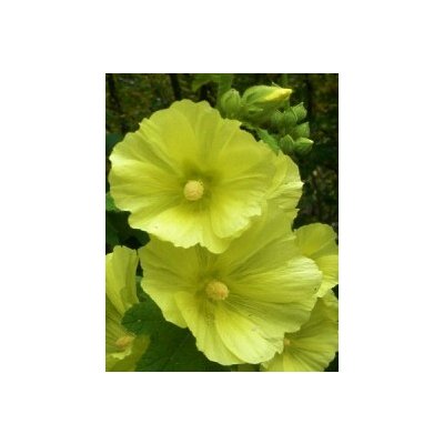 Topolovka vráskatá - Alcea rugosa SEMENA – Zboží Dáma