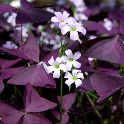 Šťavel trojhranný - Oxalis triangularis - hlízy šťavelu - 3 ks – Zboží Dáma