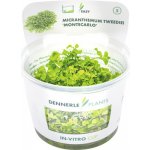 Micranthemum tweediei – Sleviste.cz