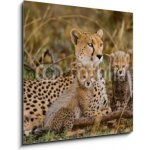 Skleněný obraz 1D - 50 x 50 cm - Mother cheetah and her cubs in the savannah. Kenya. Tanzania. Africa. National Park. Serengeti. Maasai Mara. An excellent illustration. – Sleviste.cz