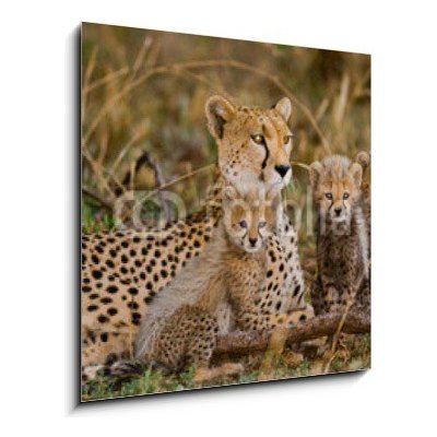 Skleněný obraz 1D - 50 x 50 cm - Mother cheetah and her cubs in the savannah. Kenya. Tanzania. Africa. National Park. Serengeti. Maasai Mara. An excellent illustration. – Sleviste.cz