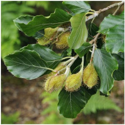 Buk lesní - Fagus sylvatica - semena - 7 ks – Zboží Mobilmania