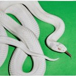 Deftones - Private Music CD – Sleviste.cz