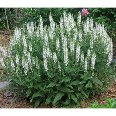 Salvia x sup. 'Merleau® White' Velikost hrnku: 10,5cm – Hledejceny.cz