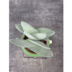 Crassula Boomerang 8 cm – Zbozi.Blesk.cz