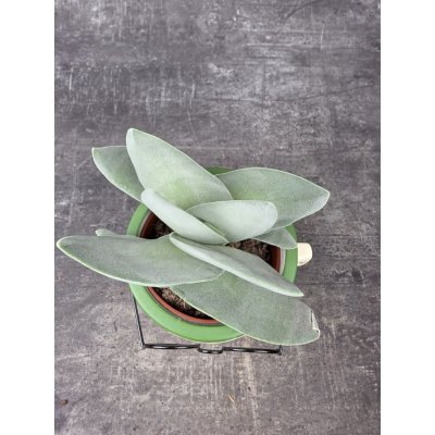 Crassula Boomerang 8 cm – Zbozi.Blesk.cz