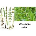 Sedmikráska bylinný extrakt Přeslička nať 250 ml – Hledejceny.cz