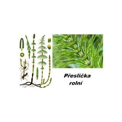 Sedmikráska bylinný extrakt Přeslička nať 250 ml – Hledejceny.cz