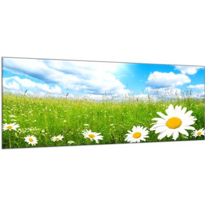 Obraz skleněný rozkvetlá letní louka a bílé kopretiny - 60 x 100 cm