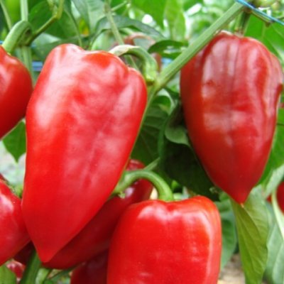 Sazenice paprika polní Rubinova, 1 ks