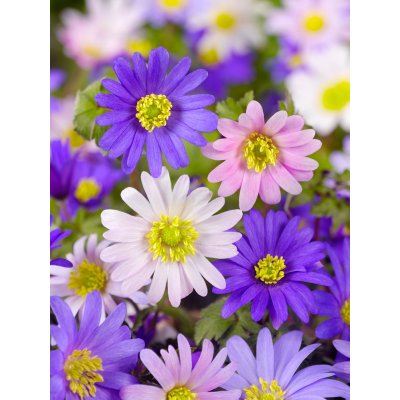 Mix sasanek 'Blanda' 50 ks – Zboží Dáma