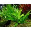 Akvarijní rostlina I--Z Echinodorus subalatus