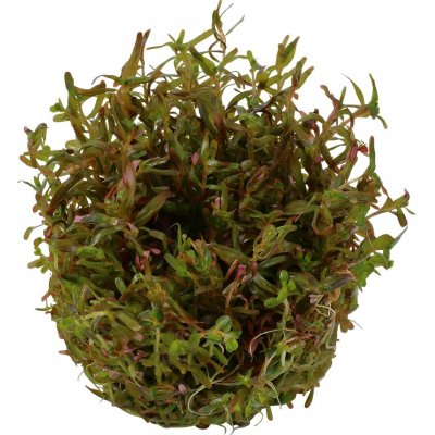 Rotala H´ra – Zboží Dáma