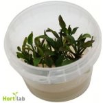 Cryptocoryne lutea Hobbit – Zboží Dáma