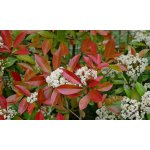 Photinia fraseri 'Red Robin' Prodejní velikost: 020/030, Velikost hrnku: 1,5 l – Sleviste.cz