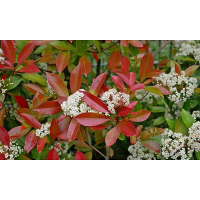 Photinia fraseri 'Red Robin' Prodejní velikost: 020/030, Velikost hrnku: 1,5 l – Sleviste.cz