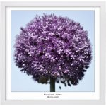 Tradag Rámeček Natura bílý 50x50 – Sleviste.cz