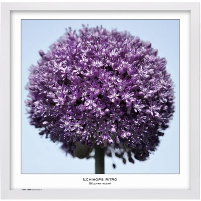 Tradag Rámeček Natura bílý 50x50 – Sleviste.cz