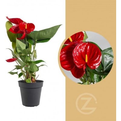 Toulitka, Anthurium Diamond Red, tmavě červená, průměr květináče 12 - 15 cm – Zboží Mobilmania