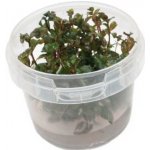 Ammania senegalensis - Tuhanka senegalská – Hledejceny.cz