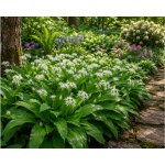 Medvědí česnek 'Allium ursinum' 10 ks – Sleviste.cz