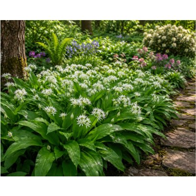 Medvědí česnek 'Allium ursinum' 10 ks – Sleviste.cz