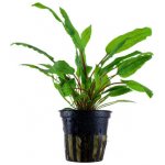 Cryptocoryne wendtii - Kryptokoryna Wendtova – Zbozi.Blesk.cz