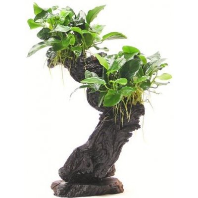 Dennerle Bonsai M s Anubias nana 20 x 10 x 30 cm – Zboží Mobilmania