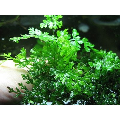 Bolbitis heteroclita difformis 5,5 cm – Zboží Mobilmania