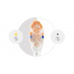 Philips Sonicare Premium All-in-One HX9096/87 6 ks – Zboží Dáma