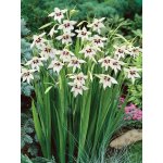 Paví orchidej Acidanthera 10 ks – Sleviste.cz