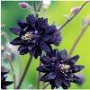 Orlíček plnokvětý černý - Aquilegia - prostokořenné sazenice orlíčku - 1 ks