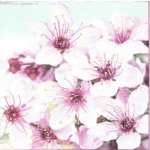 ubrousek 33x33 cm květy – Zboží Dáma