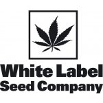 White Label White Diesel semena neobsahují THC 10 ks – Hledejceny.cz