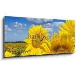 Obraz s hodinami 1D panorama - 120 x 50 cm - Some yellow sunflowers against a wide field and the blue sky Některé žluté slunečnice proti širokému poli a modré obloze