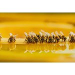BeeScience Sirup IdealBee Energy 1 kg – Hledejceny.cz